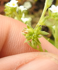Plagiobothrys bracteatus