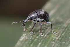 Nanophyinae