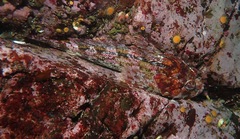 Hemilepidotus hemilepidotus