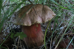 Rubroboletus haematinus