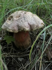 Rubroboletus haematinus