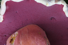 Rubroboletus haematinus