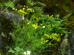Lomatium brunsfeldianum