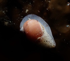 Cryptonatica aleutica