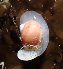 Cryptonatica aleutica