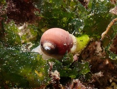 Cryptonatica aleutica