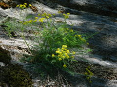 Lomatium brunsfeldianum