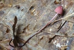 Marasmius pulcherripes
