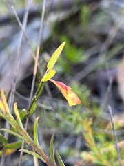 Bossiaea heterophylla