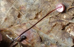 Marasmius pulcherripes