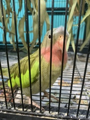 Polytelis alexandrae