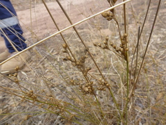 Juncus subsecundus