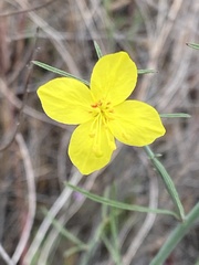 Eulobus