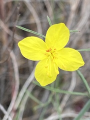 Eulobus