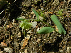 Mertensia longiflora