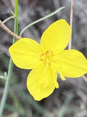 Eulobus