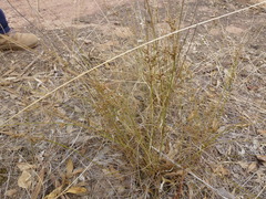 Juncus subsecundus