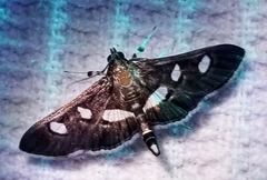 Desmia subdivisalis