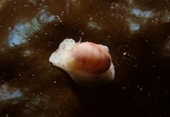 Cryptonatica aleutica