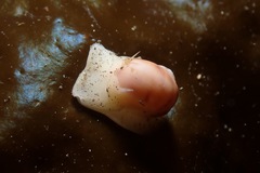 Cryptonatica aleutica