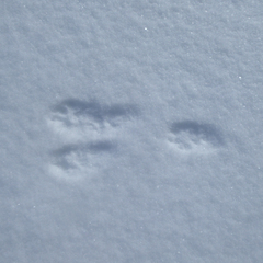 Lepus granatensis