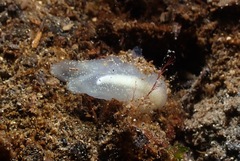 Phlebobranchia