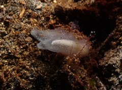 Phlebobranchia