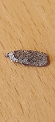 Agonopterix ocellana