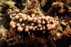 Antropora tincta