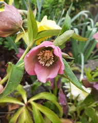 Helleborus