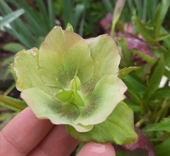 Helleborus