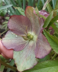 Helleborus
