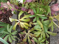 Helleborus