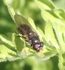 Cheilosia pagana