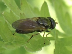 Cheilosia pagana