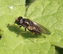 Cheilosia pagana
