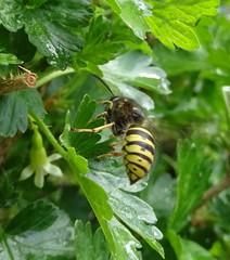 Dolichovespula alpicola