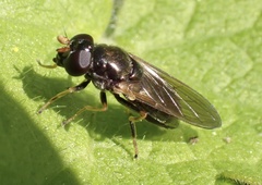 Cheilosia pagana