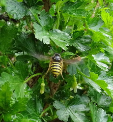 Dolichovespula alpicola