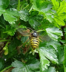 Dolichovespula alpicola