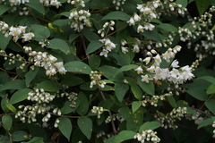 Deutzia crenata
