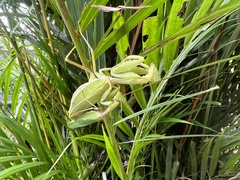 Hierodula pistillinota