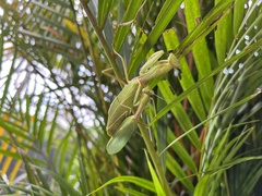 Hierodula pistillinota