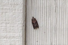 Argyrotaenia franciscana