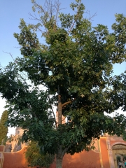 Quercus