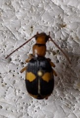Pheropsophus africanus