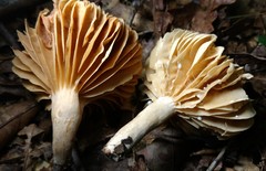 Lactarius subplinthogalus