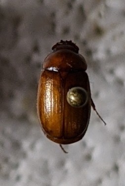 Genus Ablaberoides · iNaturalist