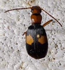 Pheropsophus africanus