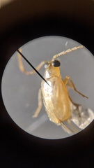 Chikatunolepta millingeni